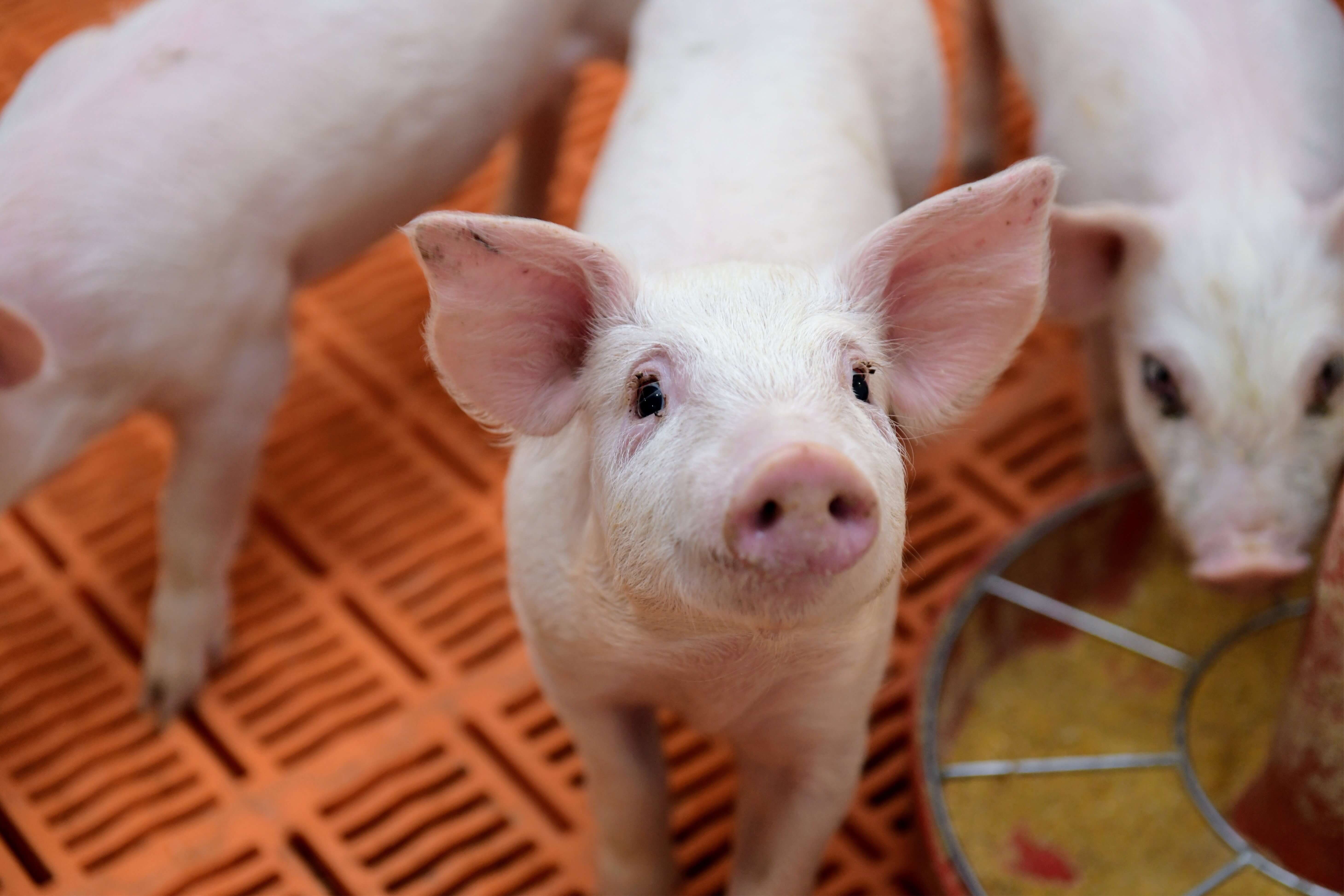 Soybean farmers celebrate National Pork Month